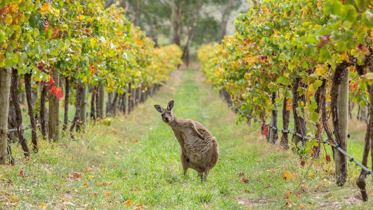 The Vines Motel & Cottages Stanthorpe Exteriör bild