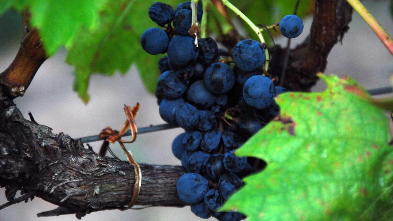 The Vines Motel & Cottages Stanthorpe Exteriör bild