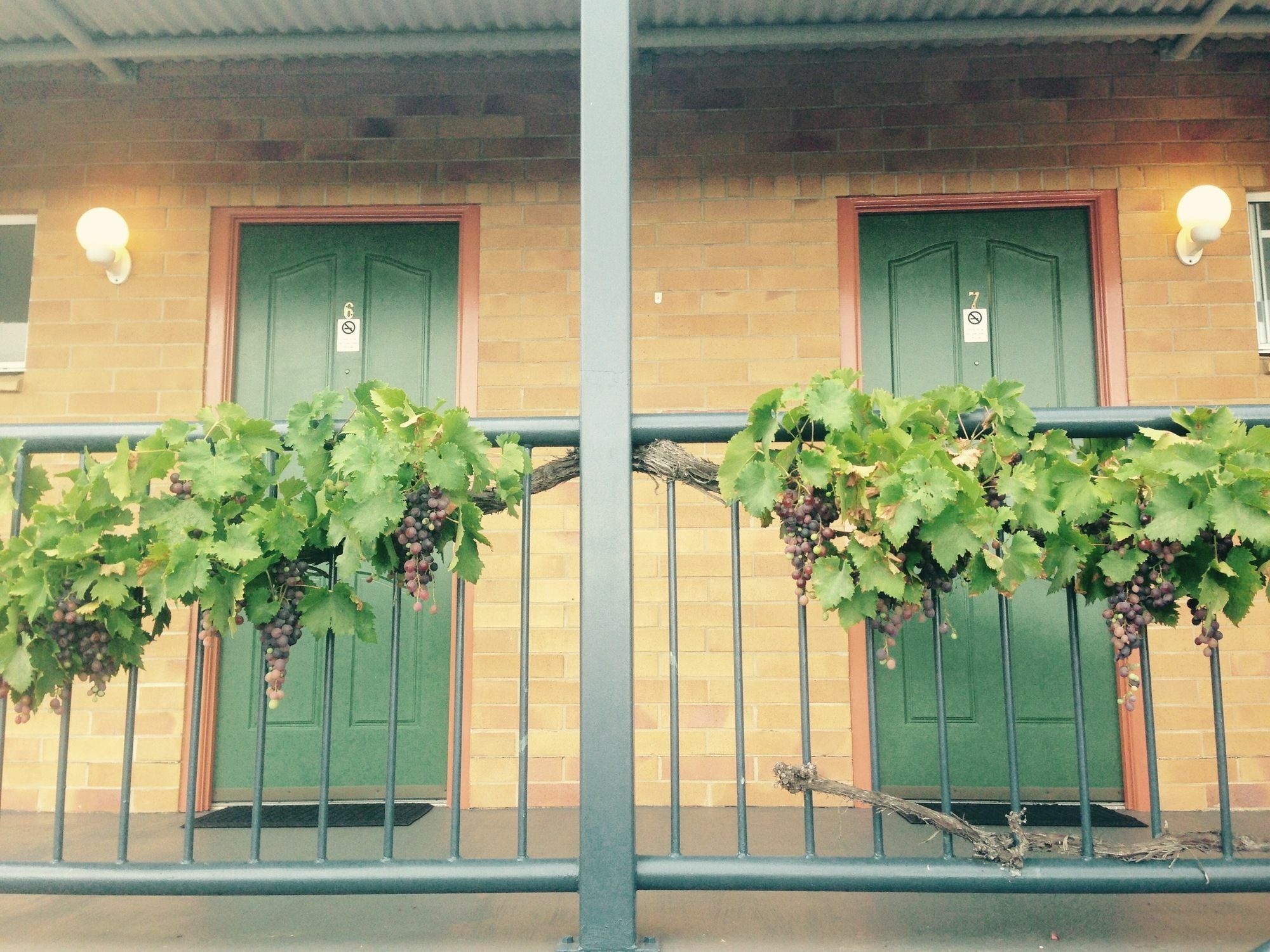The Vines Motel & Cottages Stanthorpe Exteriör bild