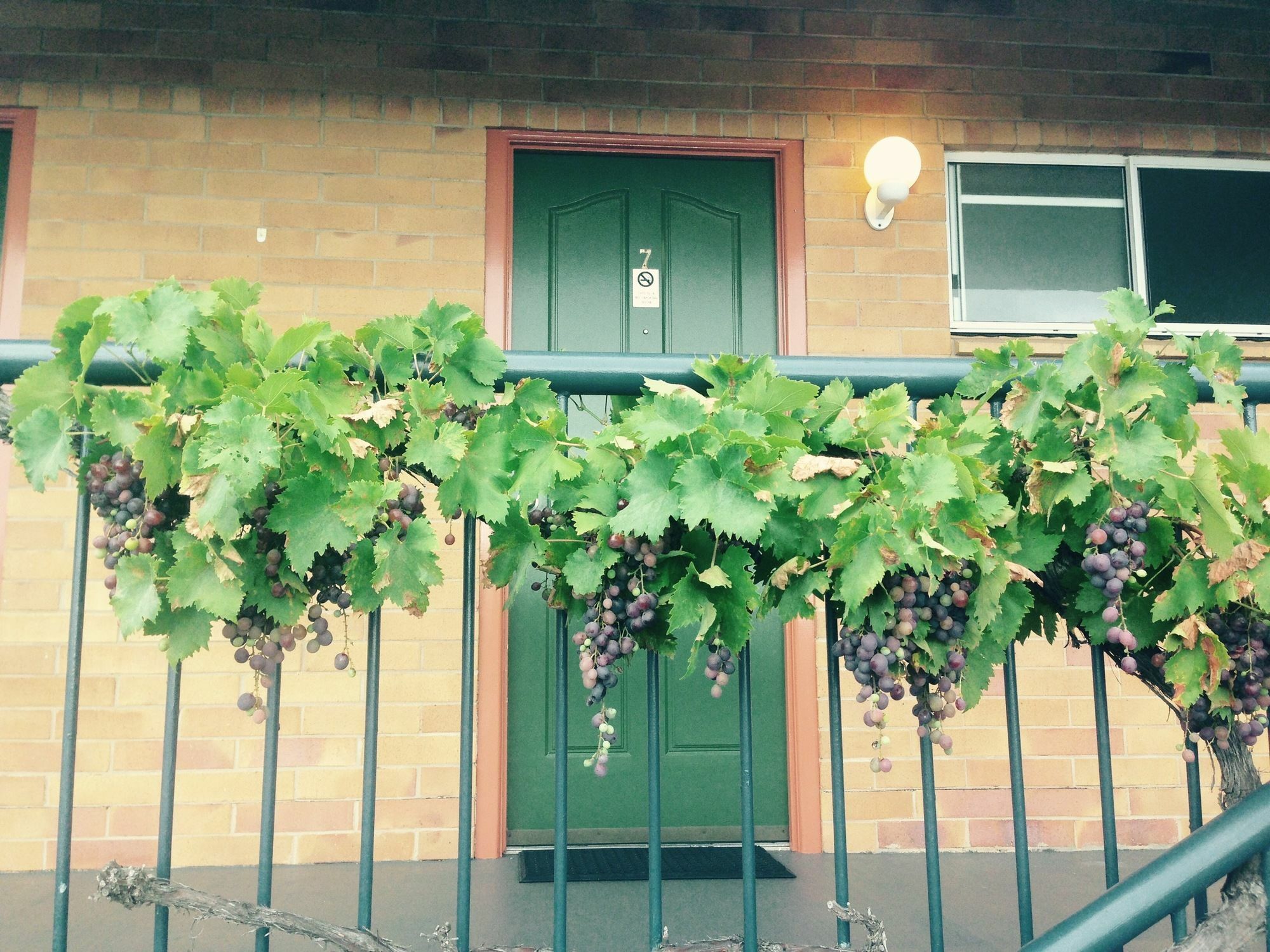 The Vines Motel & Cottages Stanthorpe Exteriör bild